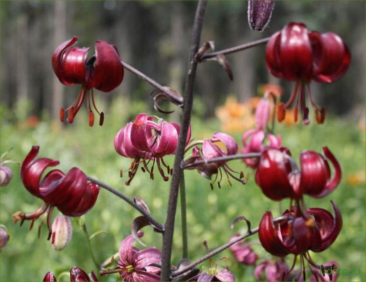 Лилия мартагон фото сорта