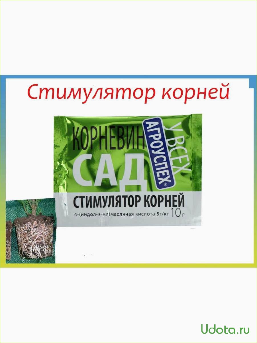 Стимуляторы и регуляторы роста для предпосевной обработки семян: не только корневин