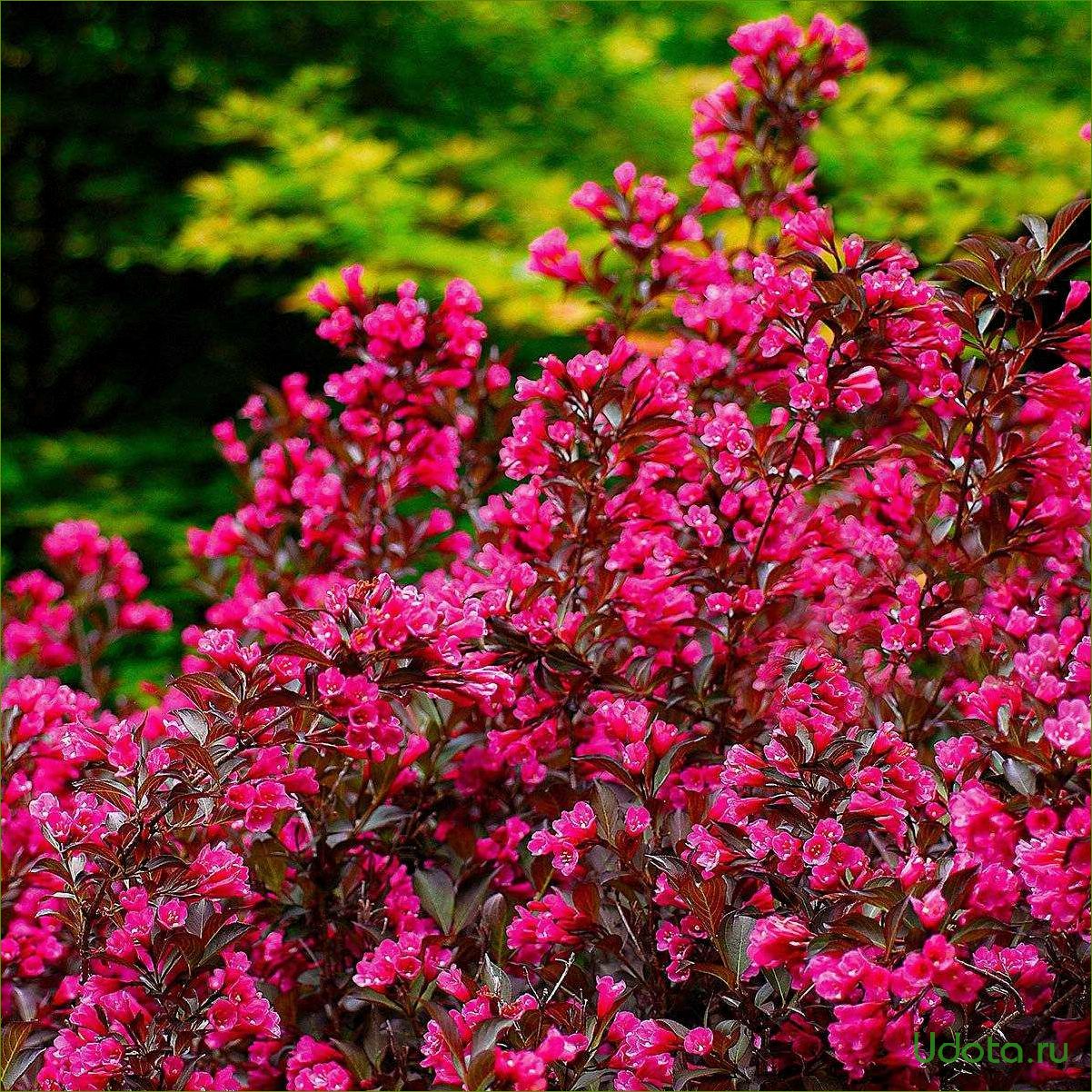 Вейгела фото и описание уход. Вейгела Цветущая foliis purpureis. Куст вейгела. Вейгела кустарник вейгела.