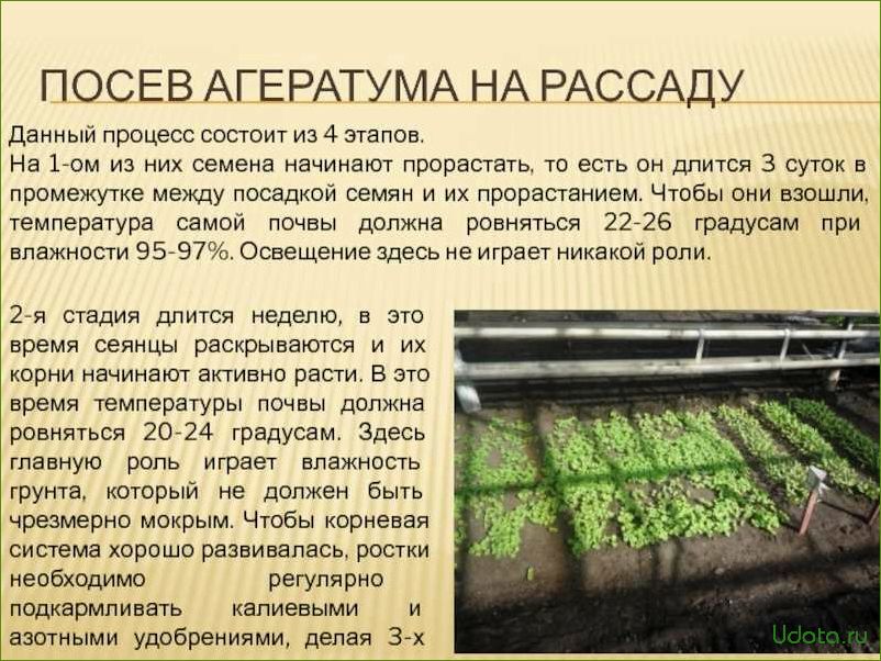 Высадка и выращивание агератума в открытом грунте