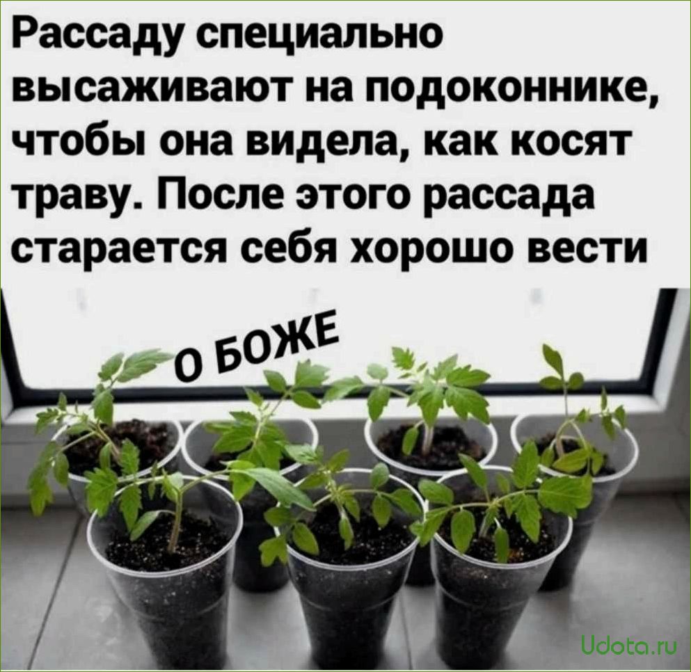 Зачем выращивать свою рассаду: 5 причин, почему своя рассада лучше