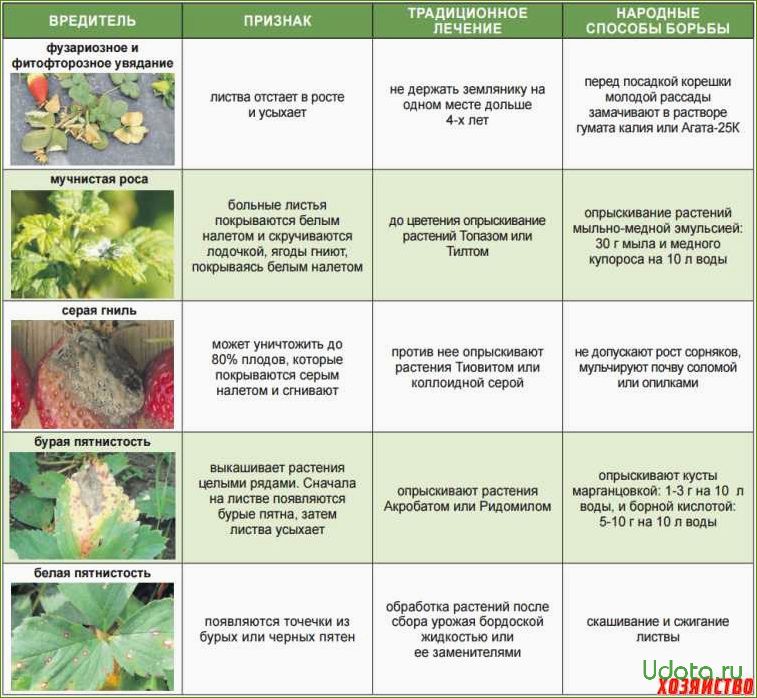 Опрыскивать огурцы фитовермом. Болезни садовой земляники описание с фотографиями. Защита земляники от вредителей и болезней. Болезни и вредители клубники. Болезни клубники описание с фотографиями.