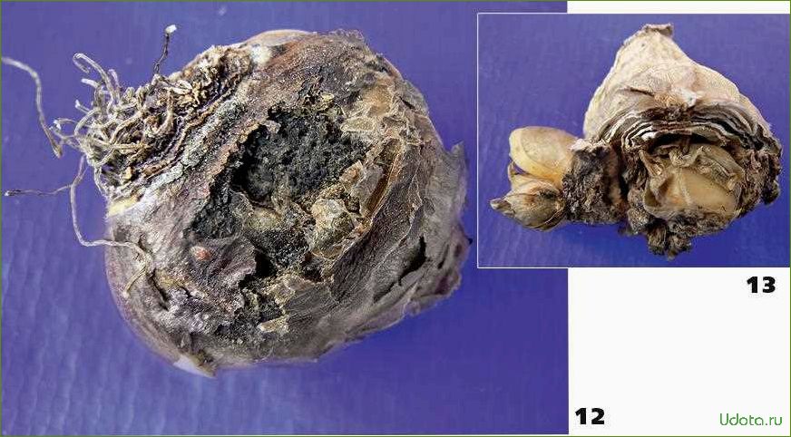 Болезни клубнелуковичных: определитель по фото