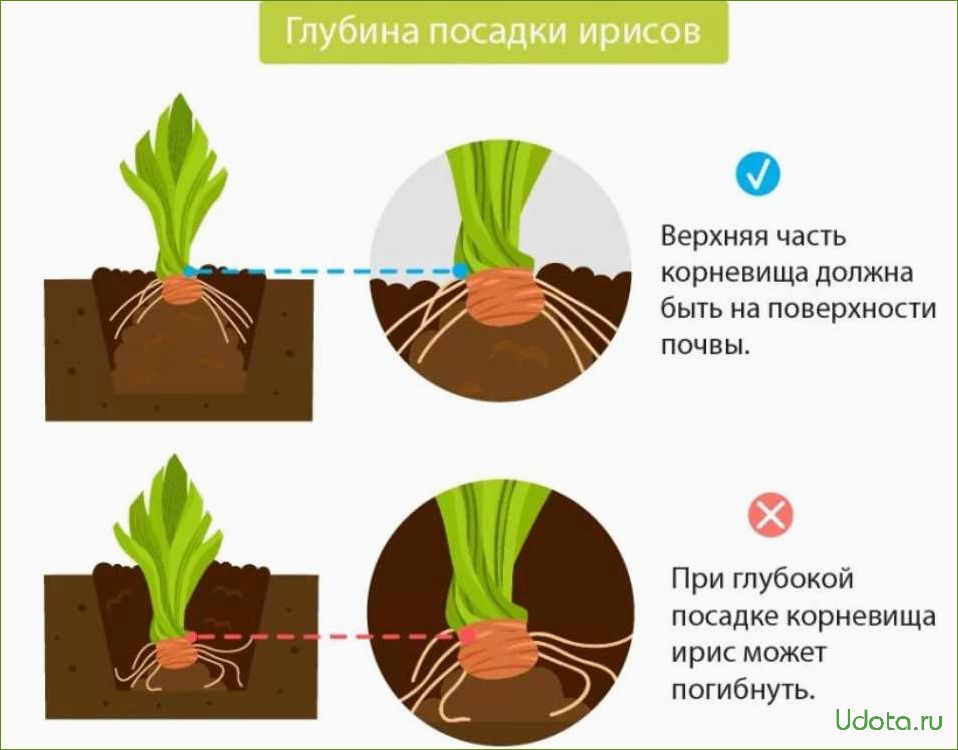 Лилия: виды, посадка, размножение и советы знатоков