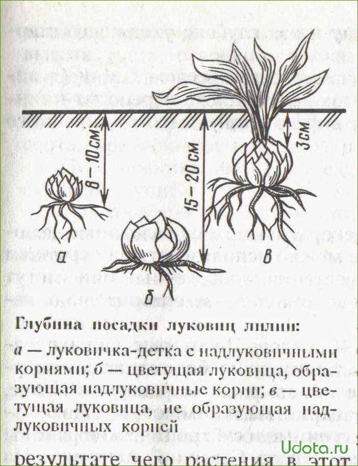 Лилия: виды, посадка, размножение и советы знатоков