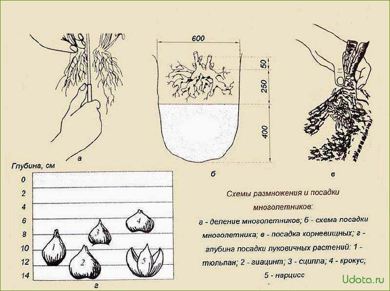 Лилия: виды, посадка, размножение и советы знатоков