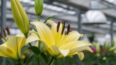 Лилия: королева красоты