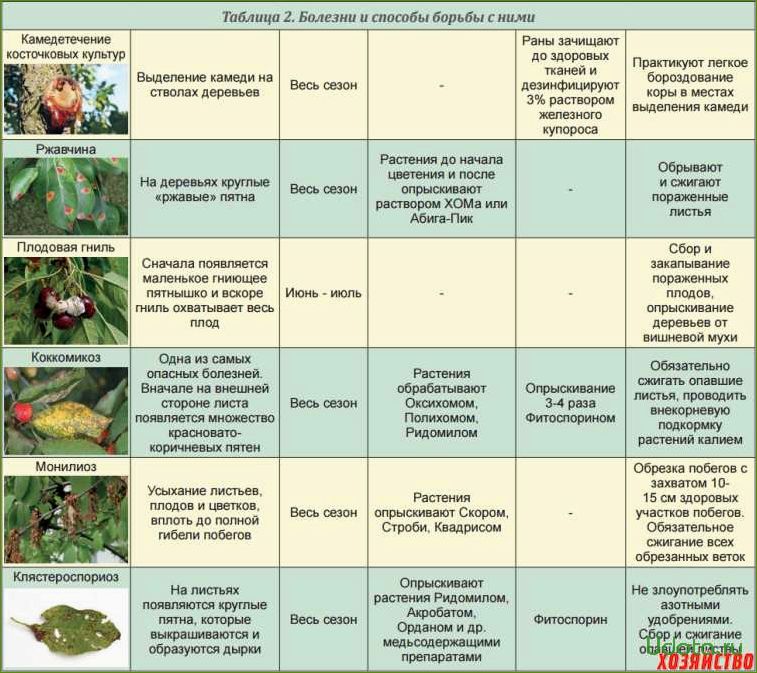 Вредители клематиса: профилактика и меры борьбы