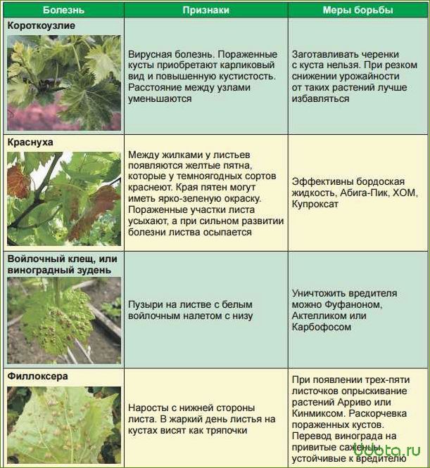 Вредители клематиса: профилактика и меры борьбы