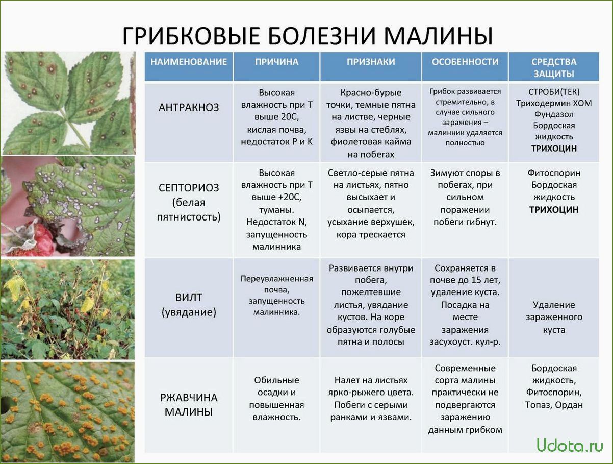 Вредители клематиса: профилактика и меры борьбы