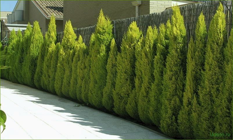 Chroma evergreen