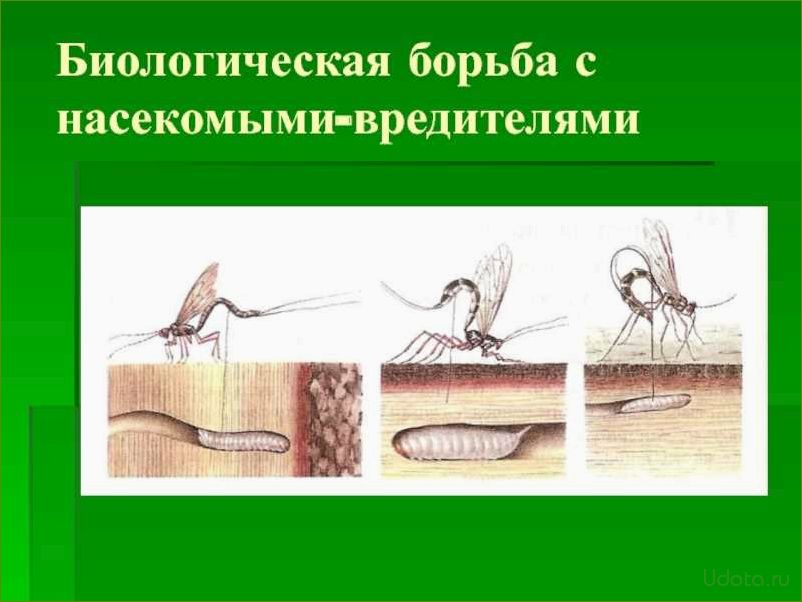 Борьба с насекомыми вредителями: эффективные способы защиты