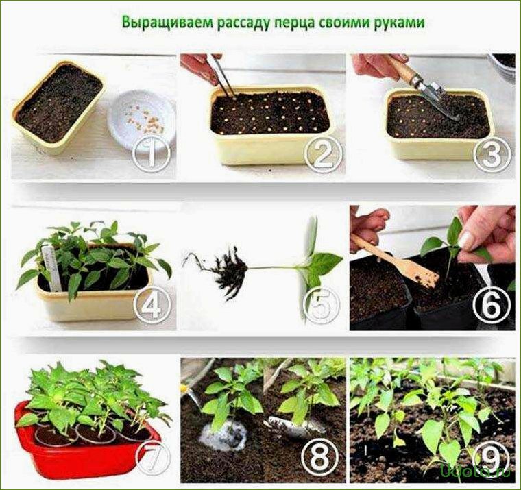 Оптимальные условия для выращивания рассады, или как обеспечить рассаде лучшую жизнь?