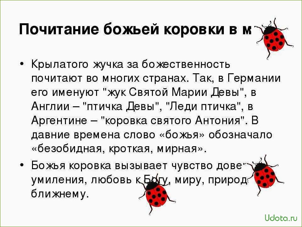 В чем польза божьих коровок и как их привлечь к себе на участок