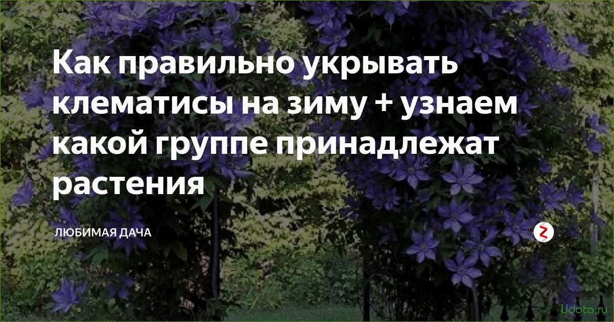 Зимнее укрытие клематисов: как обрезать и укрыть растения на зиму