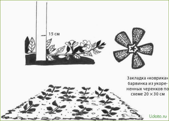 Барвинок: размножение черенками