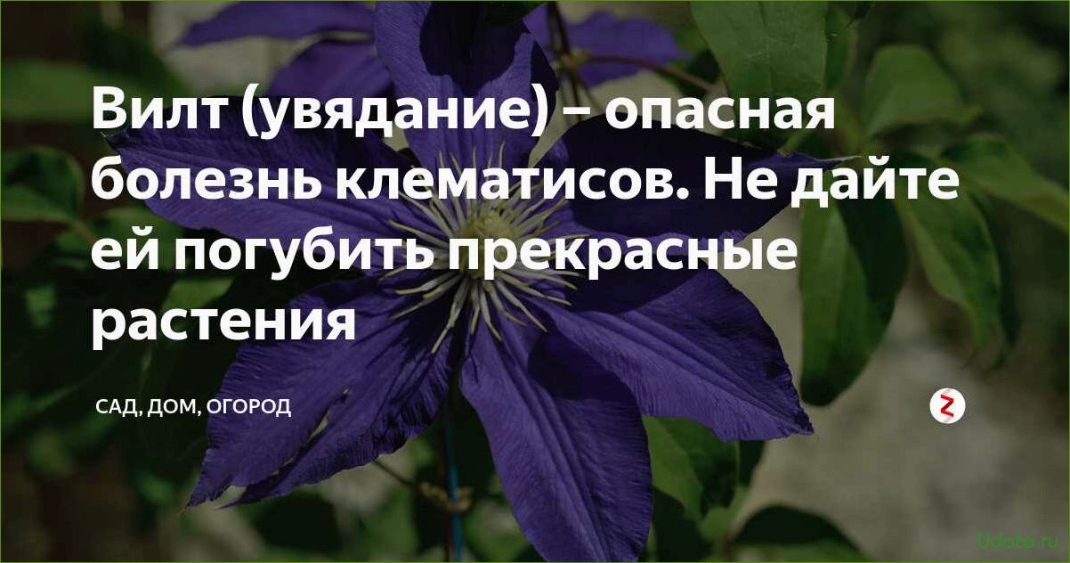 Болезни клематиса — профилактика и меры борьбы