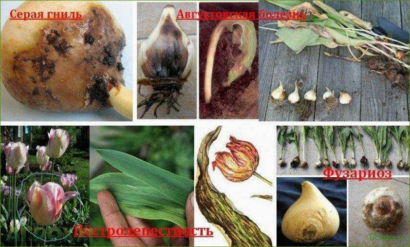 Болезни тюльпанов: симптомы, причины и методы борьбы