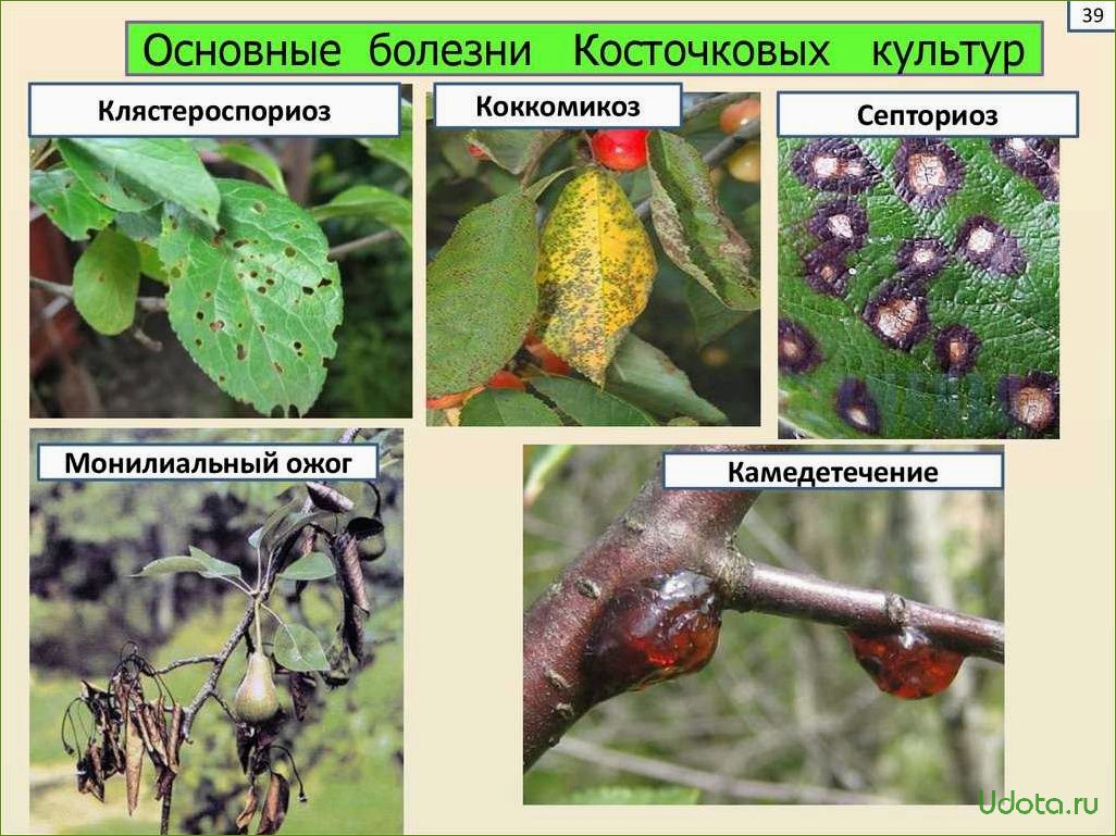 Клястероспориоз на вишне, сливе, черешне и абрикосах: грибные заболевания плодовых культур