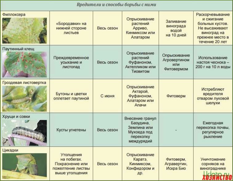 Защити сад и огород от вредителей и болезней простыми и доступными средствами