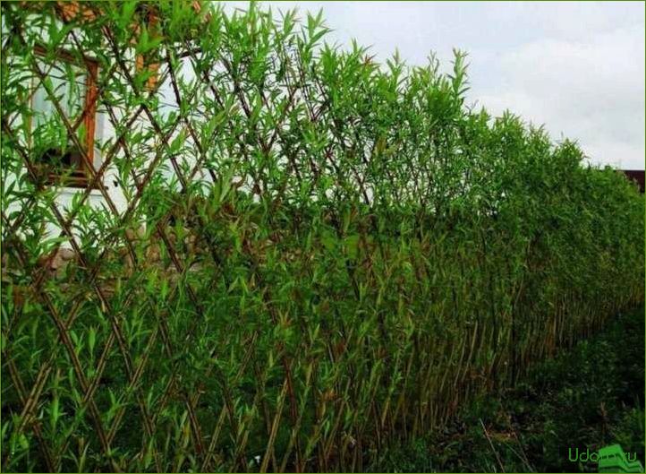 Живая изгородь из ивы: создание изящной дачной ограды