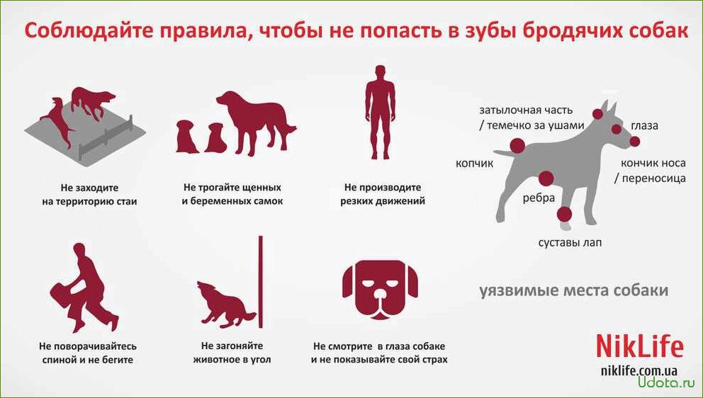 Как успокоить возбужденную собаку, уберечь от стресса и сохранить свое и ее здоровье