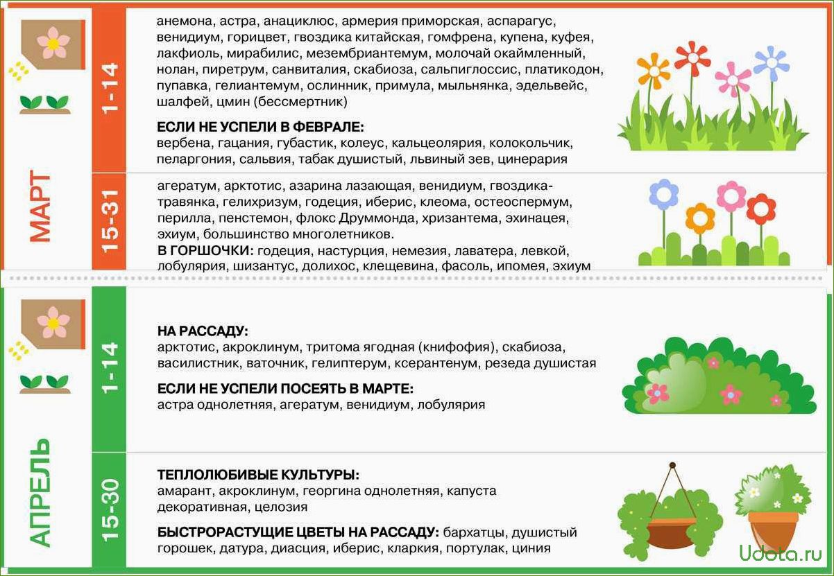 Посев семян цветов на рассаду и в цветник с января по май: шпаргалка цветовода