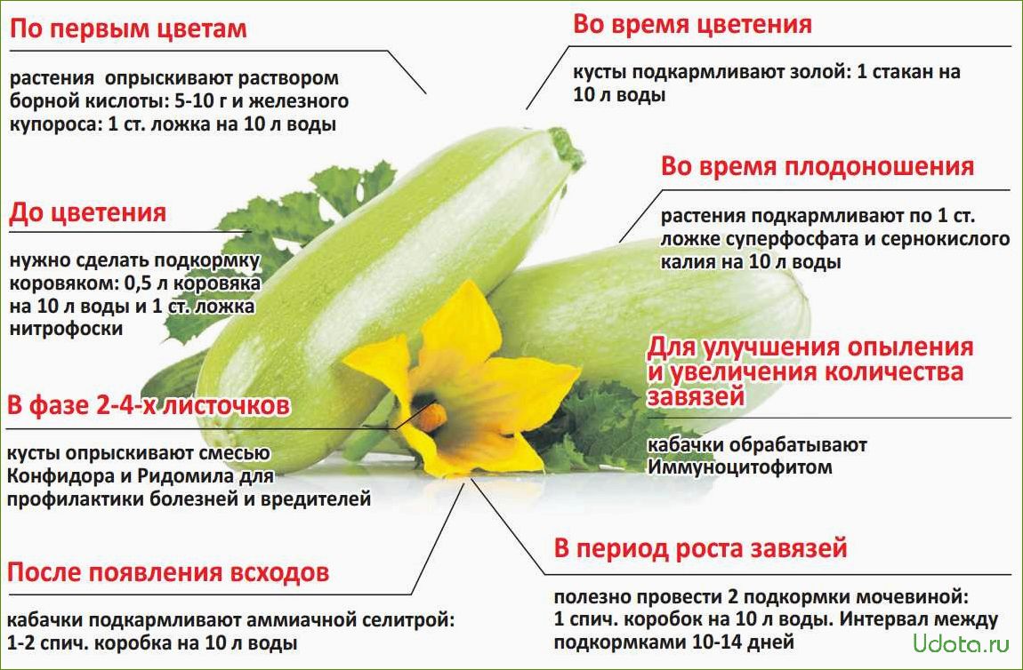 Подкормка огурцов после цветения. Подкормка для огурцов и кабачков в открытом грунте. Схема подкормки тыквы. Огурцы схема подкормок. Схема подкормки кабачков.