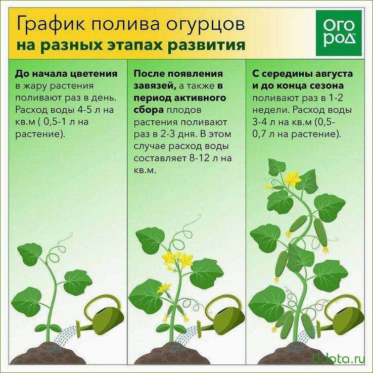 Растения в теплице: полезные советы