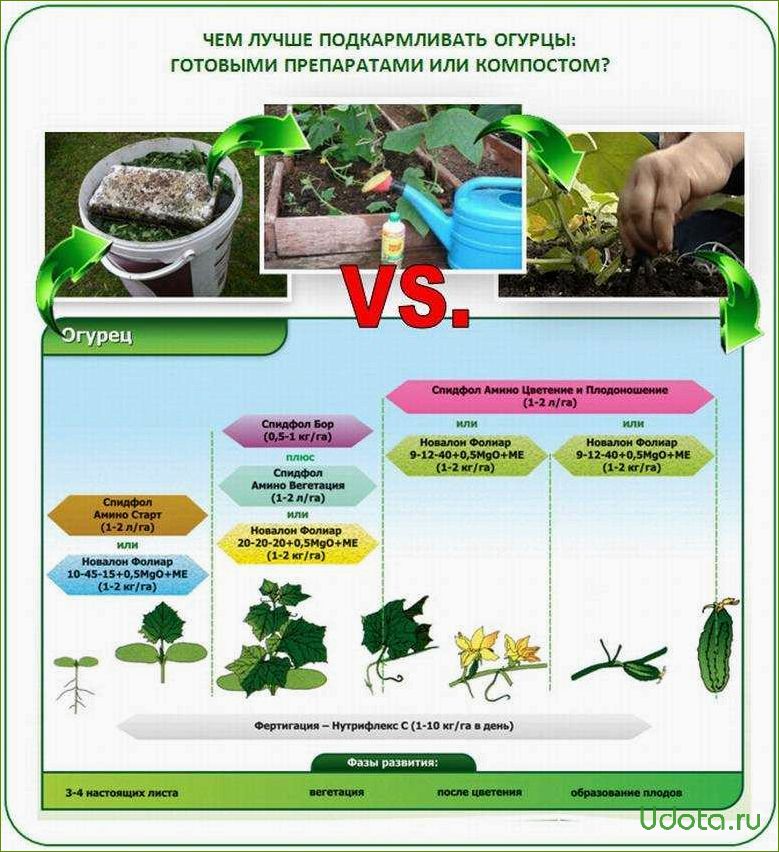 Рассада огурцов как ухаживать после высадки. Схема удобрения огурцов. Схема удобрения огурцов в открытом грунте. Схема внесения удобрений для огурцов. Удобрения подкормки рассады огурцов в грунте.