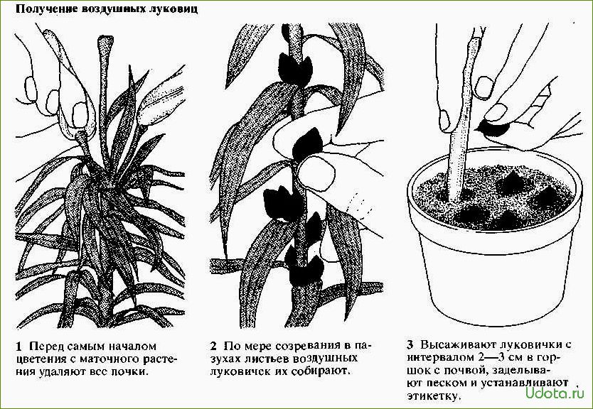 Размножение лилии зелеными черенками