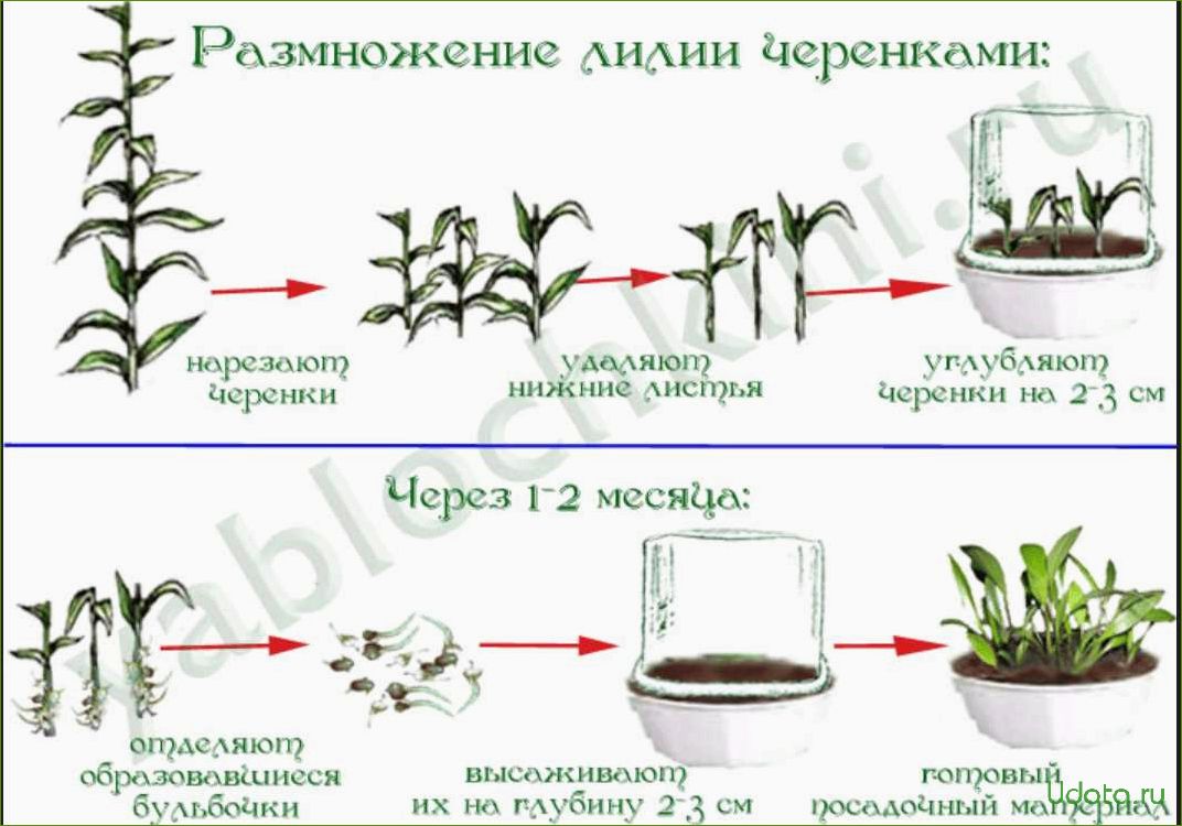 Размножение лилии зелеными черенками