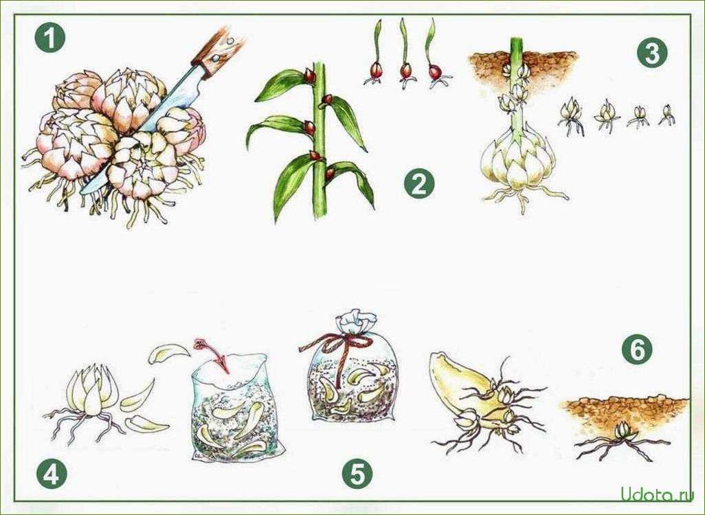 Размножение лилии зелеными черенками