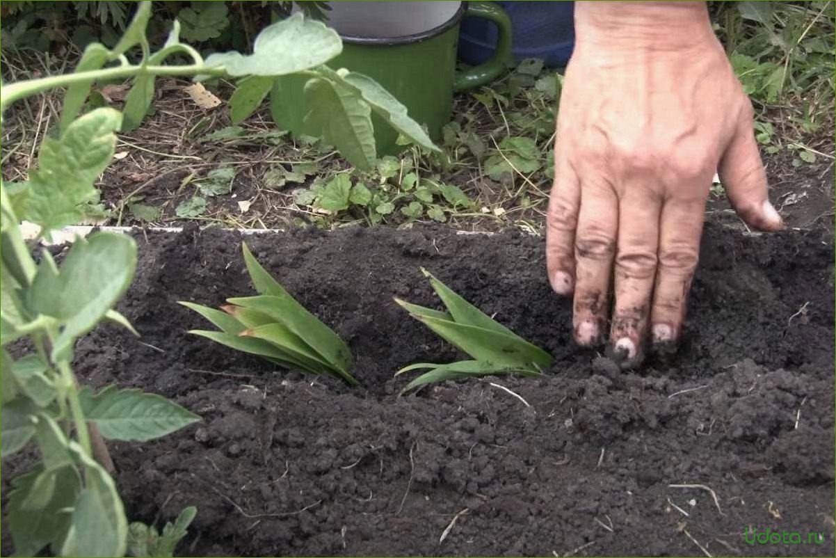 Размножение лилии зелеными черенками