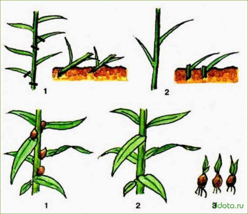 Размножение лилии зелеными черенками