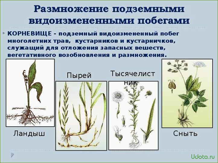 Размножение многолетних растений