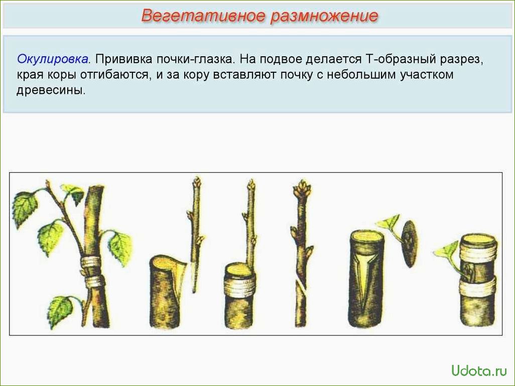 Размножение многолетних растений