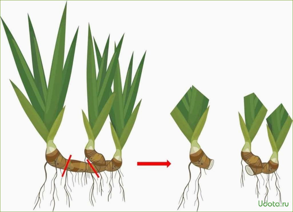 Бородатые ирисы: размножение корневищными почками (мастер-класс)