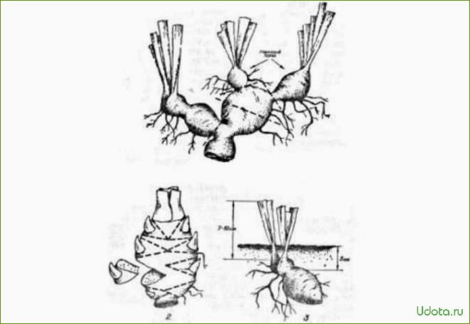 Ирисы когда пересаживать и делить. Размножение ирисов делением куста. Ирис размножение корневищем. Размножение ириса корневищем. Схема посадки корневищных ирисов.