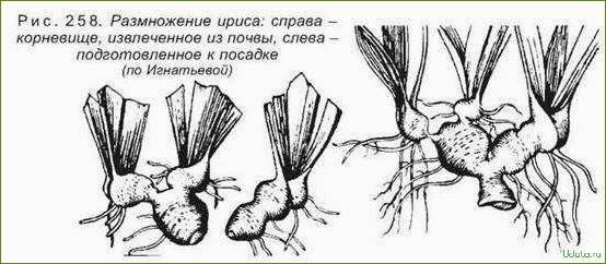 Бородатые ирисы: размножение корневищными почками (мастер-класс)