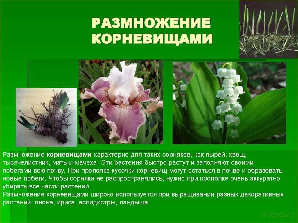 Бородатые ирисы: размножение корневищными почками (мастер-класс)