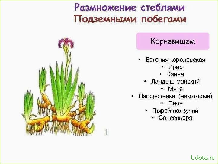 Бородатые ирисы: размножение корневищными почками (мастер-класс)