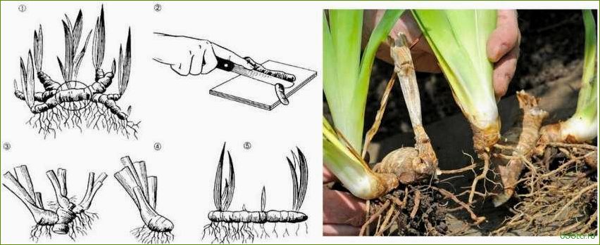 Бородатые ирисы: размножение корневищными почками (мастер-класс)