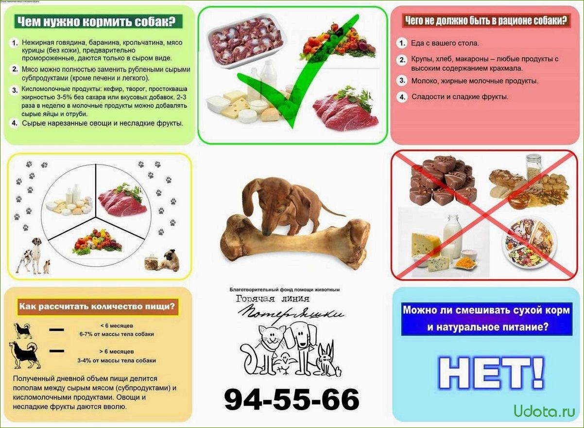 Что можно давать собаке и как правильно составить рацион