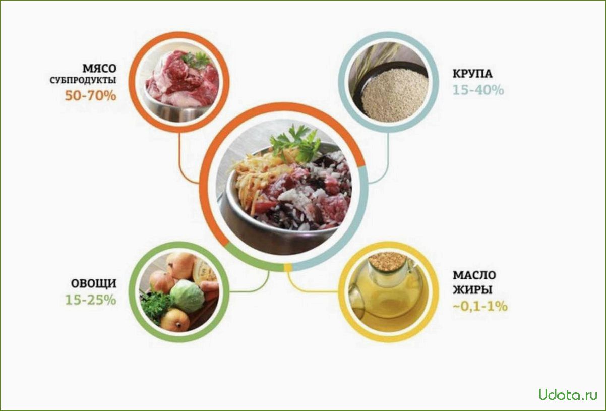 Что можно давать собаке и как правильно составить рацион