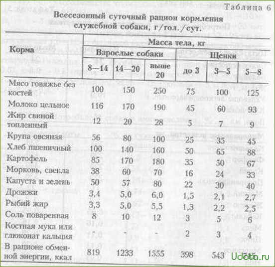 Что можно давать собаке и как правильно составить рацион