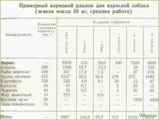 Что можно давать собаке и как правильно составить рацион