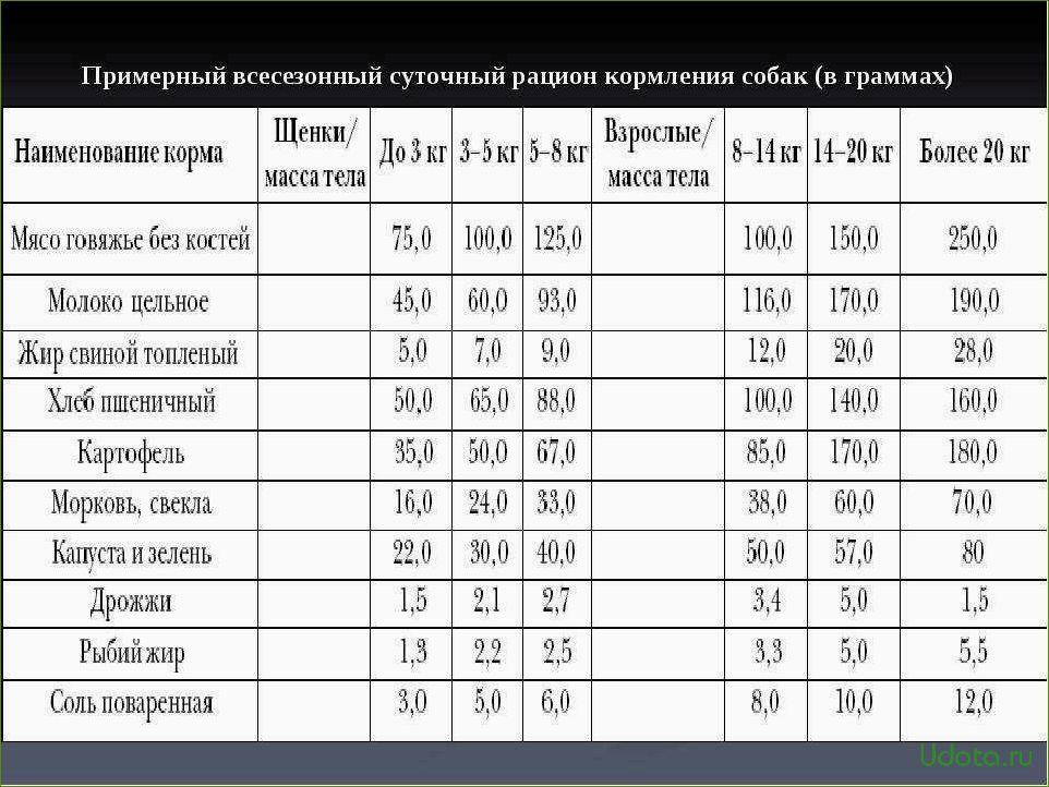 Что можно давать собаке и как правильно составить рацион