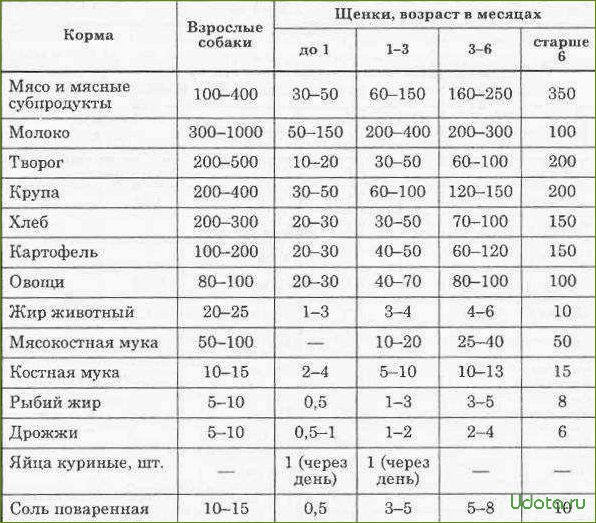 Что можно давать собаке и как правильно составить рацион