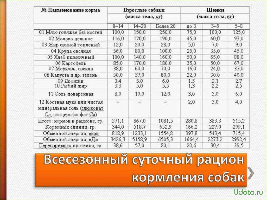 Что можно давать собаке и как правильно составить рацион